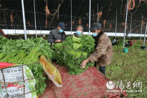 為民解難題 空港新城打通農產品銷路，助力農業種植新發展