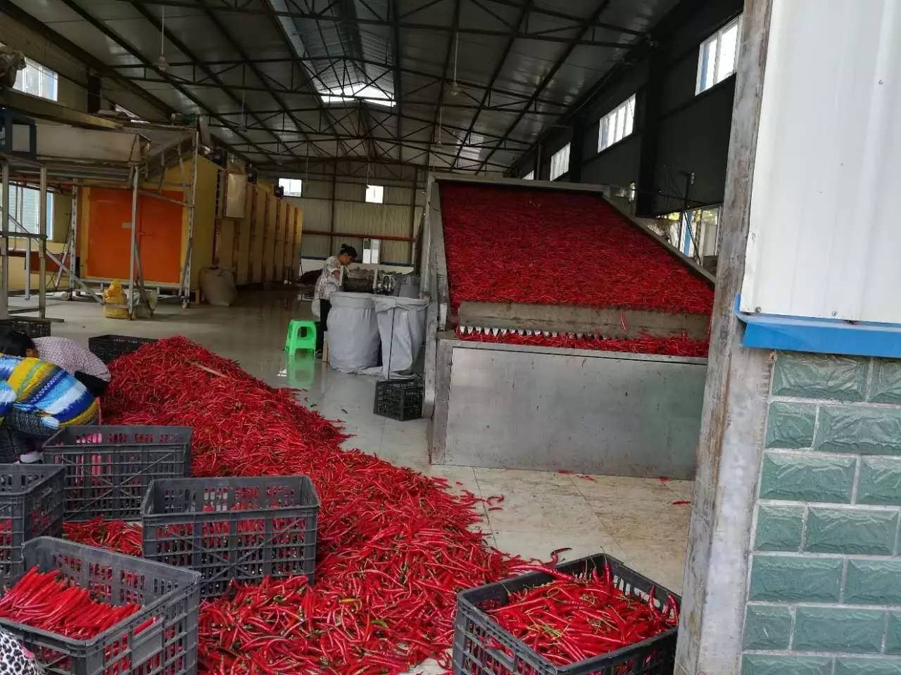 旺草“紅”了！水產養殖新路徑探秘